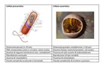 Cellula procariotica-page-001.jpg