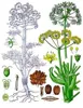 Ferula_assa-foetida_Medizinal-Pflanzen-061.jpg